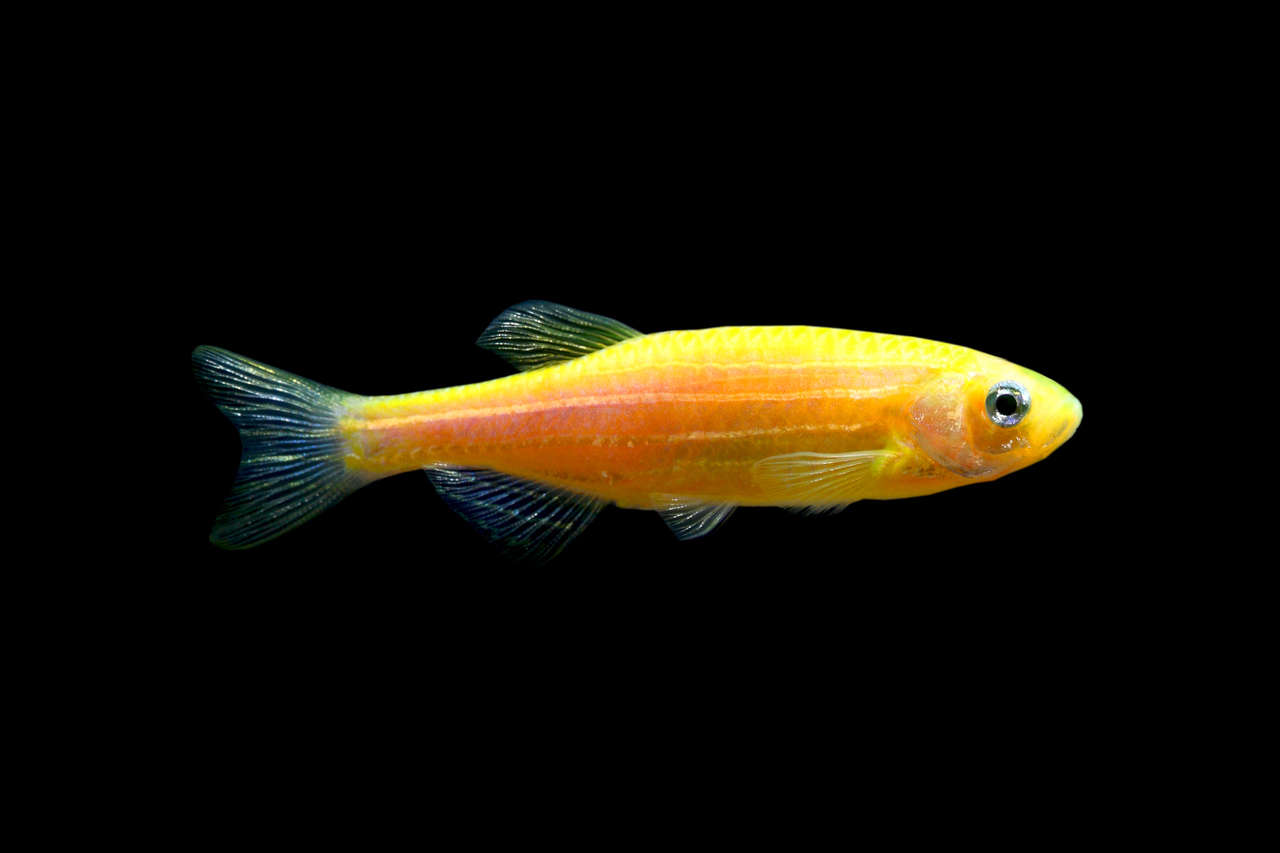 orange danio